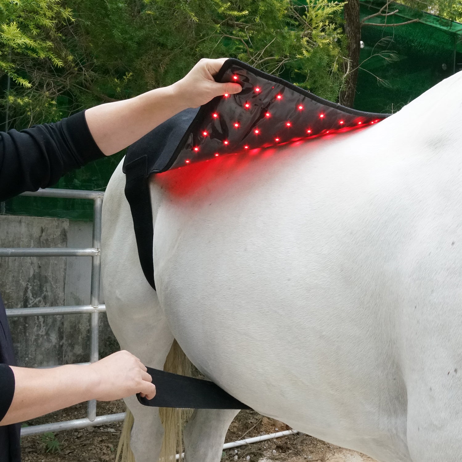 Lumaya Infrarot Rücken Pferd Modul